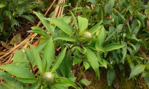 消化不好吃健胃消食片可以吗网 - 网站提供消化不好挂什么科室小常识、消化不好吃益生菌管用吗